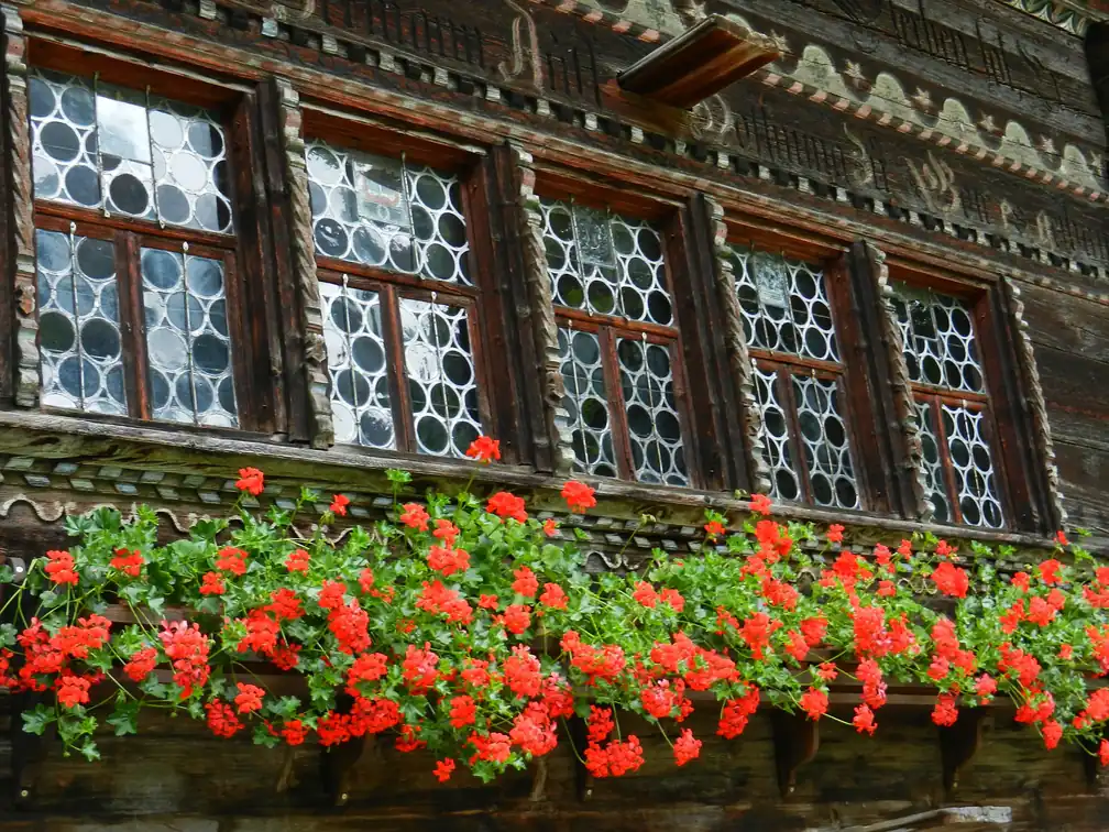 Fensterreihe mit Butzenscheiben, darunter Geranien